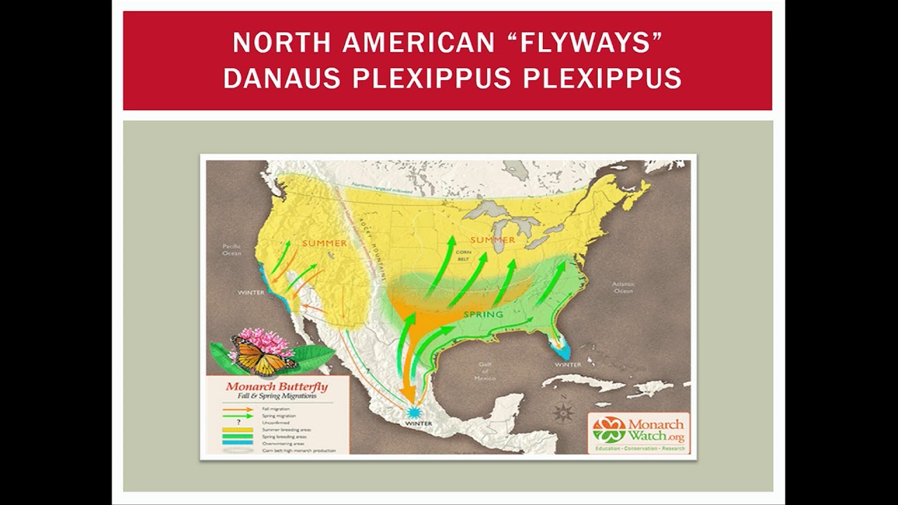 GRCC Science Talk on Monarch Migration