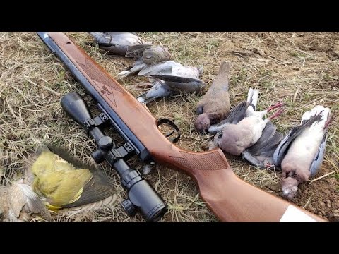 Long Range Hunting with diana 350 | Dove hunting with airgun, Pakistan