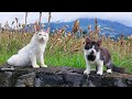 2️⃣BILLI KARTI MEOW MEOW THREE CAT CUTE LULU THE CAT MEOWING PART 236