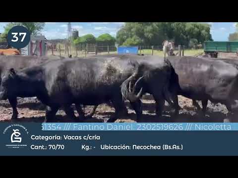 Lote Vc CUT c/cría - Necochea Bs As