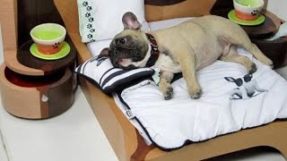 Furniture ideas for PETS