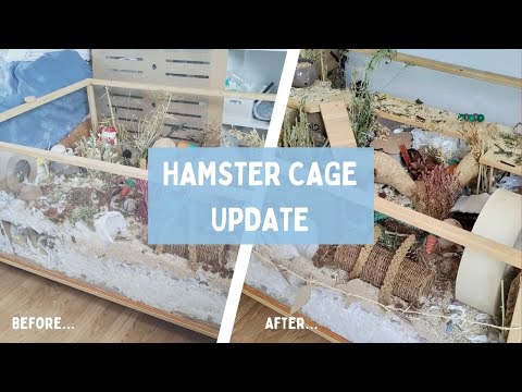 Hamster set up update│Before & After Transformation│Naturalistic cage