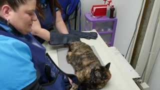 Willingboro Veterinary Clinic