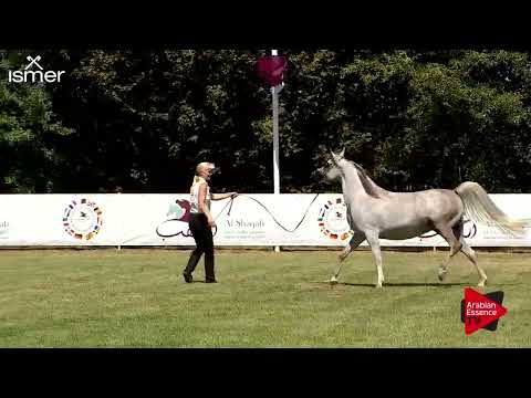 Strohen 2018 C Show - Class 9