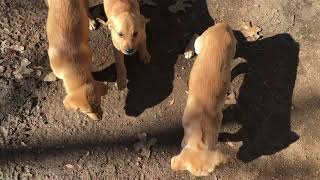 Goldador Puppies Videos