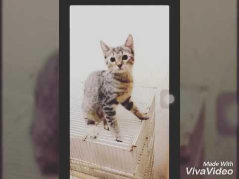 If anyone want for adopting let me knw