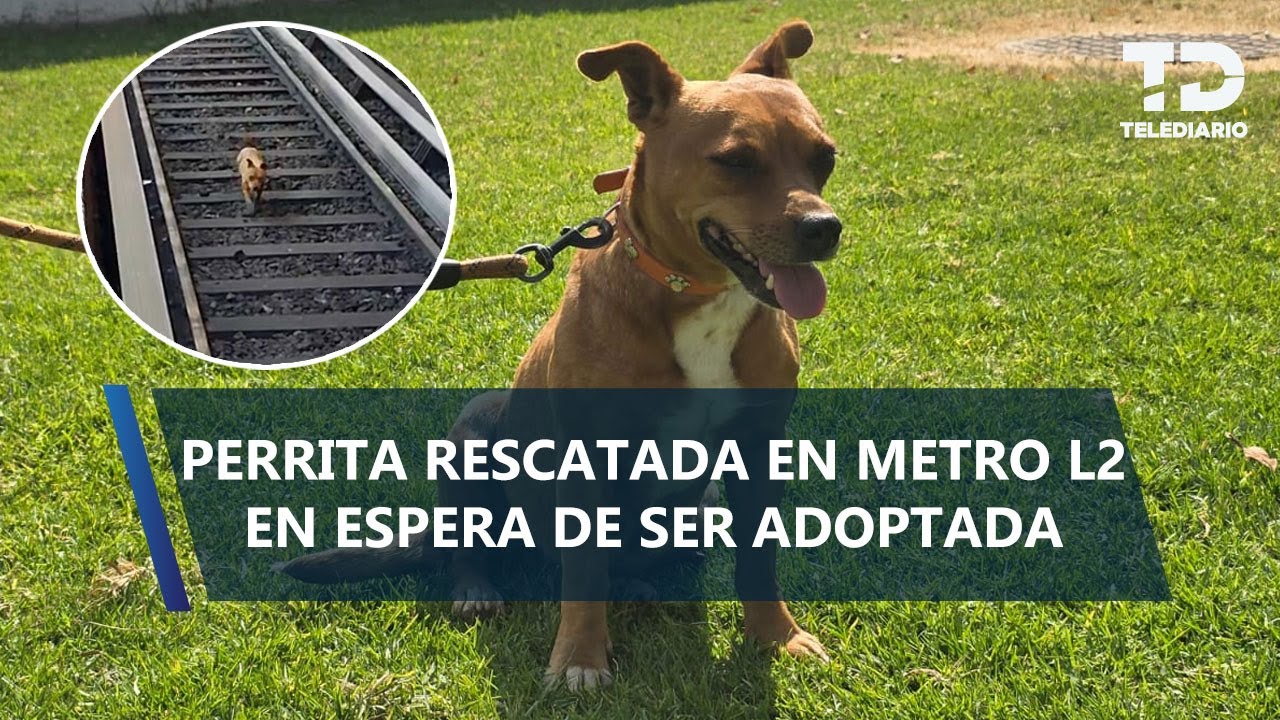 Cami, perrita que detuvo la Línea 2 del Metro, está en resguardo y en lista de espera para adopción
