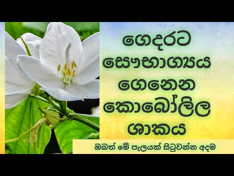 kobolila tree  /කොබෝලිල/#medicinal #/Sri lanka/hela osu/#ishan #/බෙහෙත් පැලටි/