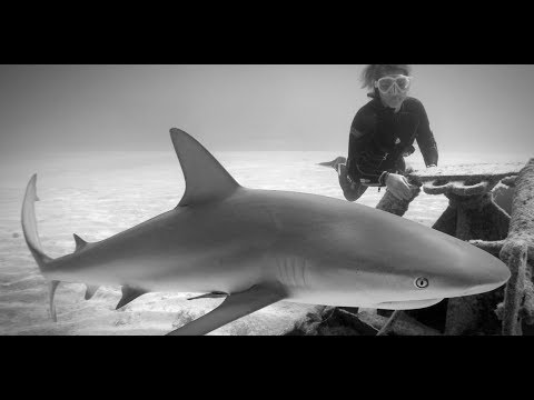 Serotonin - free diving with sharks