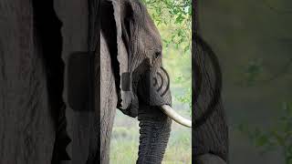 Download lagu Gajah | Royalty Free Sound Effects (HD) | Nature Sounds FX mp3