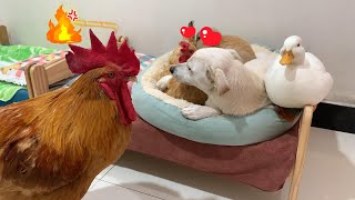 Download lagu So funny! The rooster caught the hen and the dog having an affair! The rooster was very angry! mp3 Download lagu So funny! The rooster caught the hen and the dog having an affair! The rooster was very angry! mp3