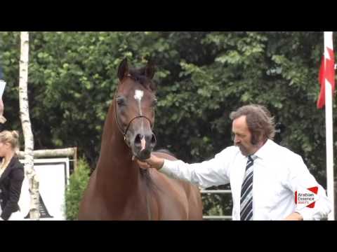 N.151 BS MASHALLAH - Ströhen 2015 B-Show - Stallions 4 to 6 years old (Class L)