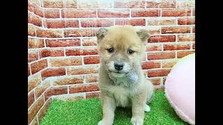 柴犬の動画01