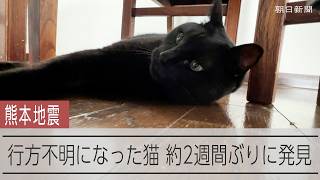 「コテツ」がいなくなった　熊本地震で行方不明になった猫、約2週間ぶりに発見