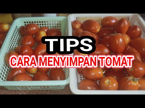 , title : 'Cara Menyimpan Tomat Agar Tahan Lama Dan Tidak Cepet Busuk Berbulan Bulan // cerita tkw arab'