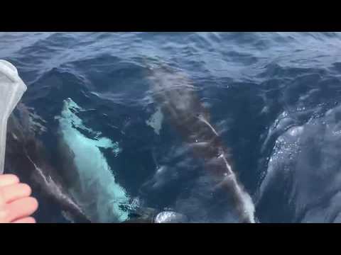 Dolphin's off Sionna