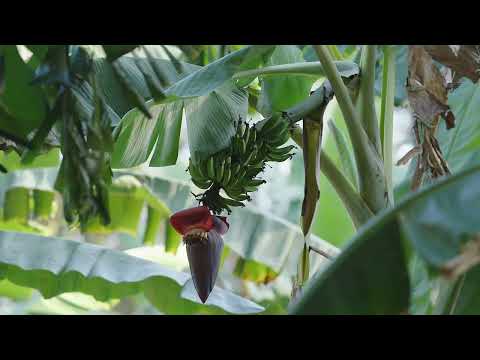 2 Newinga Road, Wolvi, QLD 4570, 4房, 1浴, House