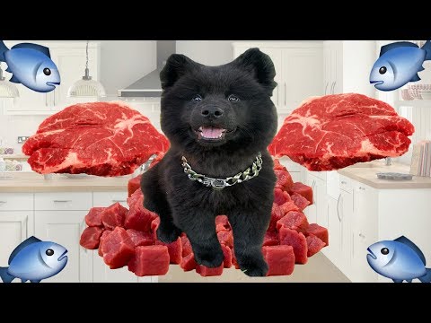download lagu mp3 mp4 Rawbone Pet Foods, download lagu Rawbone Pet Foods gratis, unduh video klip Rawbone Pet Foods