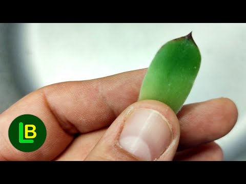 Svako jutro pojedite jedan list čuvarkuće na prazan stomak i evo šta će se desiti