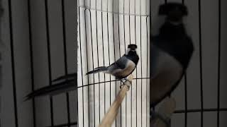 Download lagu Gelatik batu ngerol kenari pendek mp3 Download lagu Gelatik batu ngerol kenari pendek mp3