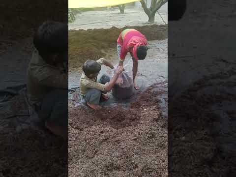 Button mushroom compost bag filling