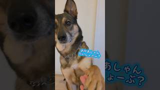 おはようまるちゃん🌞#雑種犬 #犬のいる暮らし #保護犬 #愛犬がいる暮らし #犬のいる生活