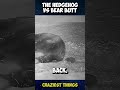 Brave Hedgehog Vs Sleepy Bear Butt Craziest Things Part 6 Viral Trending Shorts