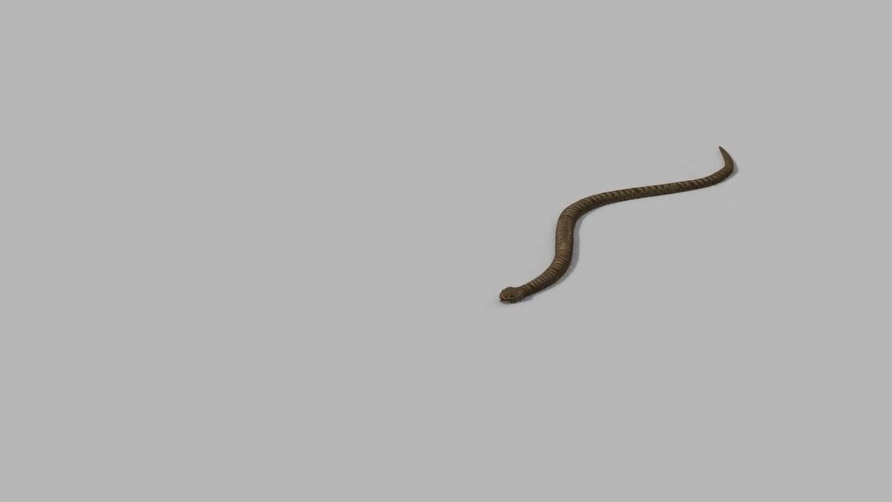 Pro Rattlesnake Snake - 8k - 3d animated 3D Model
