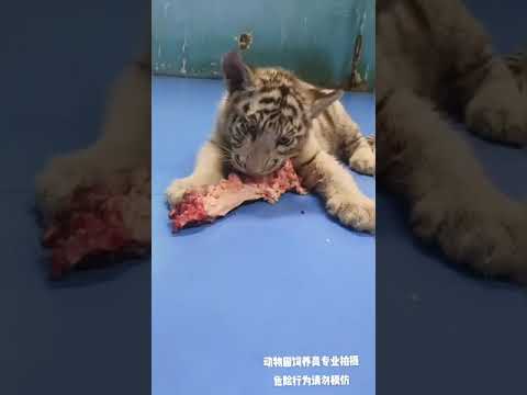Cute little whitetiger with his friends #313#animals #whitetiger #cuteanimals