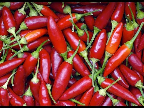 curare una prostatite con il peperoncino curare una prostatite con il peperoncino