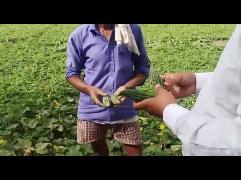 Hybrid green bitter gourd- trs f1- anupriya, packaging type:...