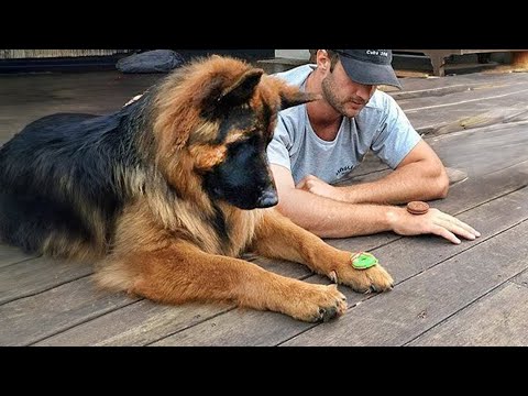 When you live with a dog with a 200 IQ, it's never boring! 😲