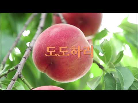 2021 세종조치원복숭아축제 SNS 홍보 영상