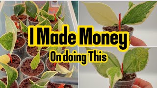 How to Propagate Hoya and Make MONEY?
