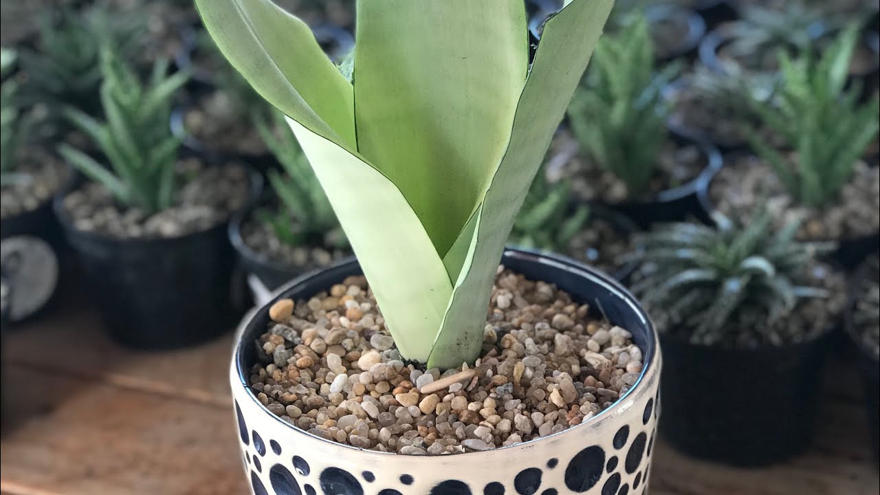tirando mudas da minha sansevieria moonshine
