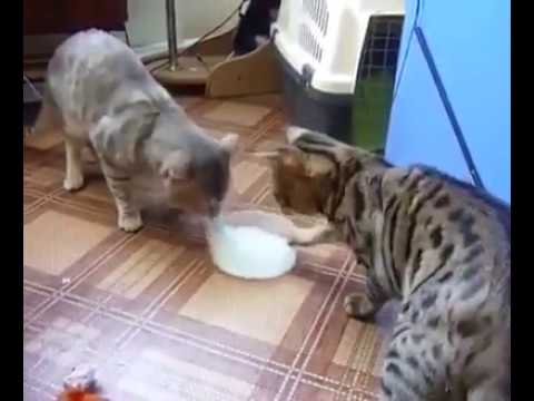 YouTube video about: Can cats share a food bowl?