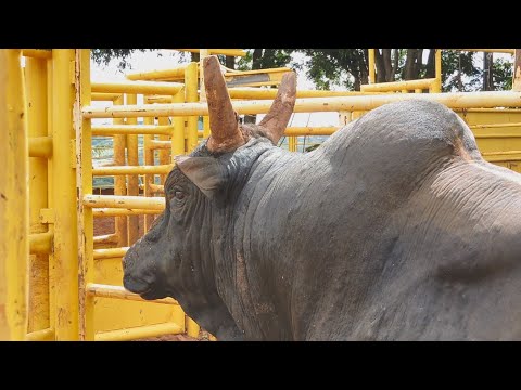 VISITANDO A CIA DE RODEIO LUCAS VALÉRIO 2021 - PARTE 02 (O TREINO)