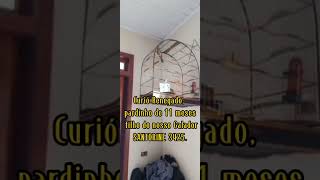 Curió Renegado, pardinho filho do nosso galador SANTORINE 3425. 