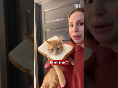 Collar de pan para gatos