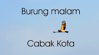 Download lagu Mitos & Horor ~ Kicau Burung Malam Bikin Merinding ~ Burung Cabak / kota. mp3 Download lagu Mitos & Horor ~ Kicau Burung Malam Bikin Merinding ~ Burung Cabak / kota. mp3