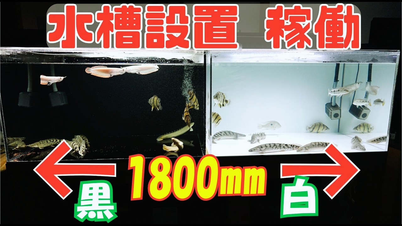 『水槽設置』90㎝水槽２連『格安ハンドメイド水槽』でアクアリウム新ストーリー　『アロワナ ダトニオ デルヘッジ移動』