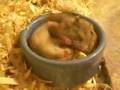 Dwarf hamster babies wrestling 