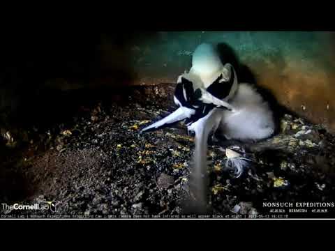 White-Tailed Tropicbird: Hey mom, I'm your little baby, not a lump of coal. 14 5 19