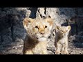 The Lion King Lion King WhatsApp Status King Status