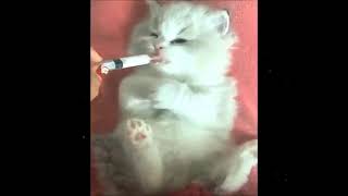面白すぎる猫たち 😂🐱 #猫 #面白い猫 #猫動画 #かわいい猫 #子猫 #funnycats #catvideo 🐱😂