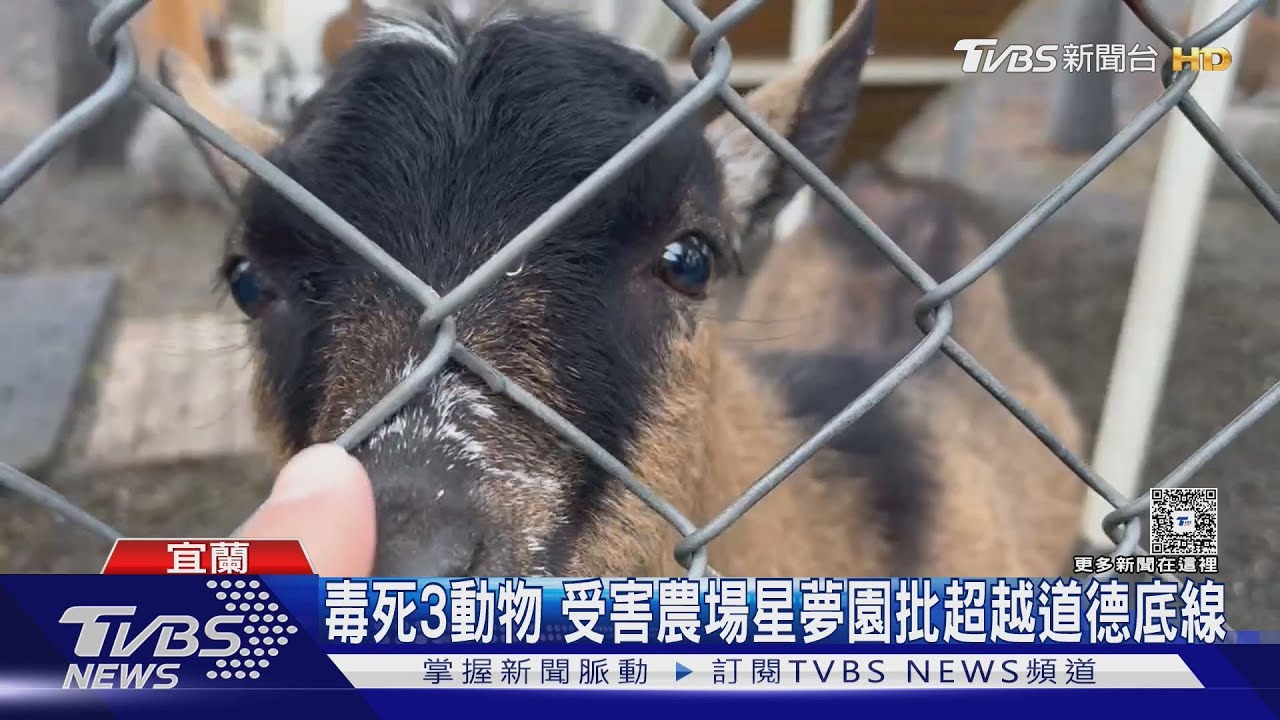 張美阿嬤子毒害動物「3死10多隻中毒」 受害星夢園業者淚:牠們是寶貝