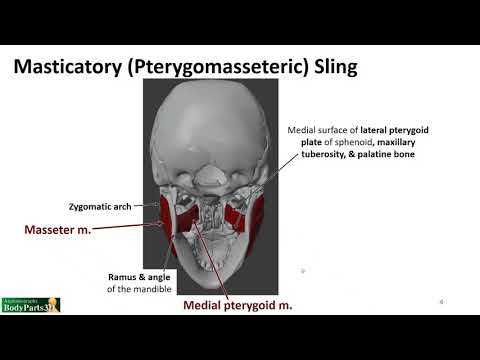 Infratemporal Fossa LO - Masticatory Sling