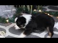 Miniature Australian Shepherd dogs for sale: Leo - Video 1