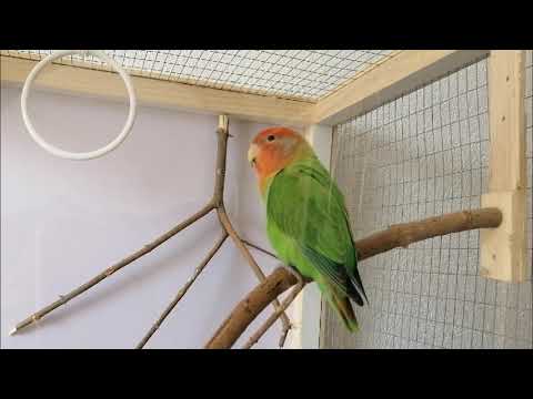 Lovebird Chirping - 1h