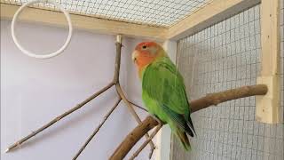 Download lagu Suara Burung Lovebird Berkicau - 1 jam mp3